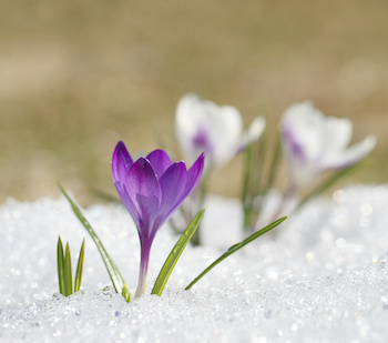 Frühling