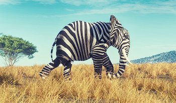 Zebra-Elefant